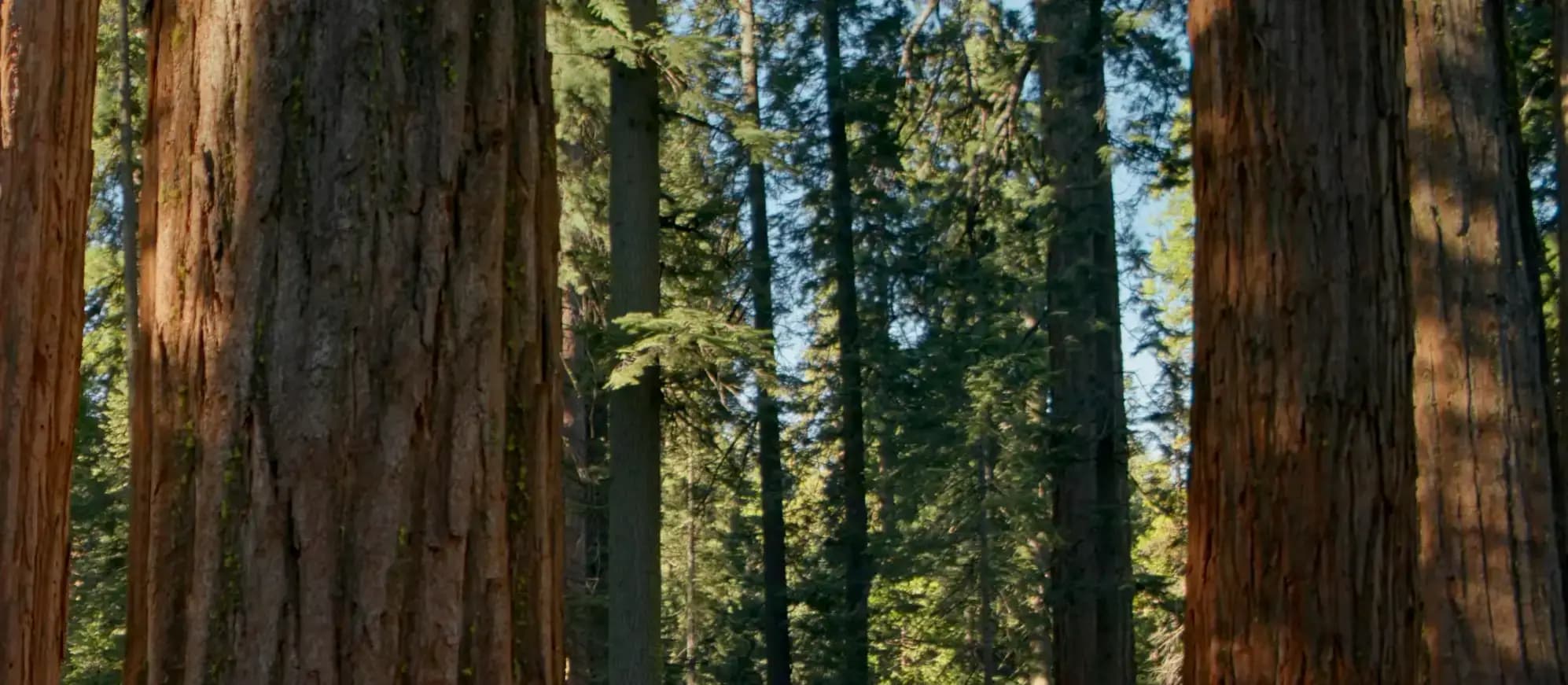 trees